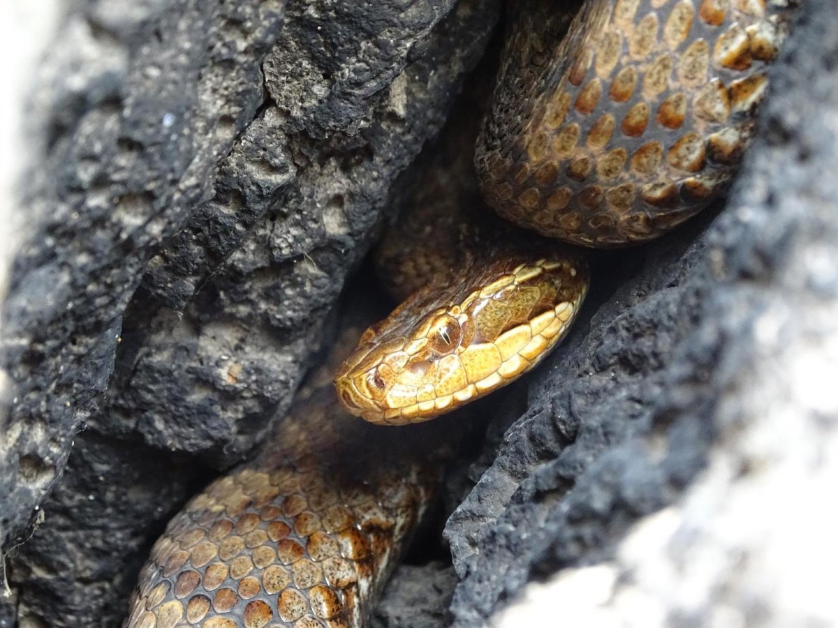 Колючая кустарниковая гадюка