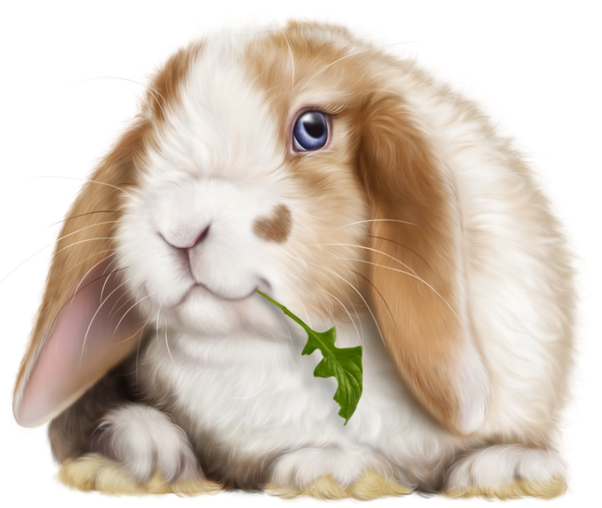 Ягуар животное