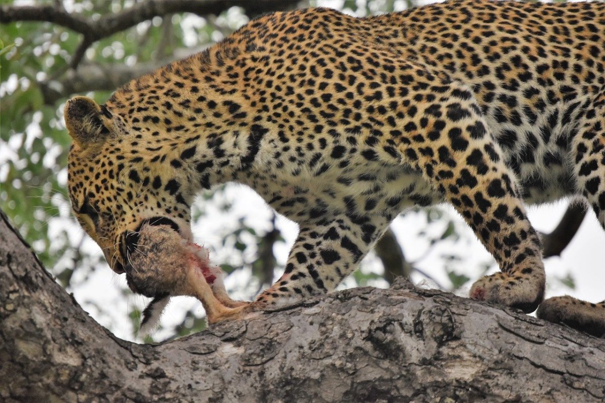 Леопард и заяц