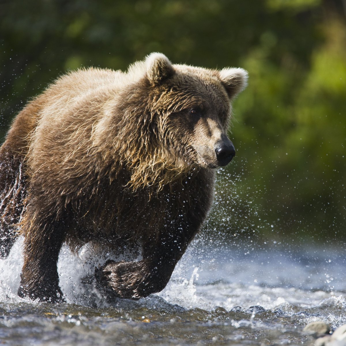 Медвежонок убегает