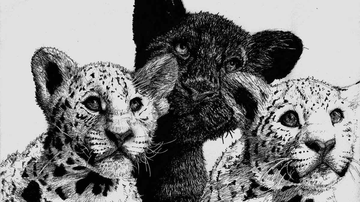 Кролик Эстетика