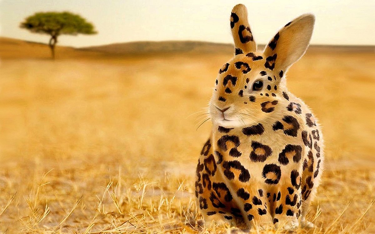 Кролик рекс Гепардовый