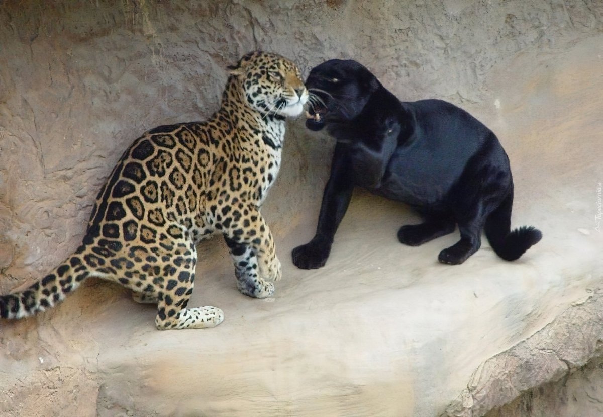 Амурский Ягуар