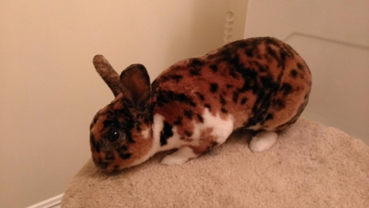 Кролик акварель