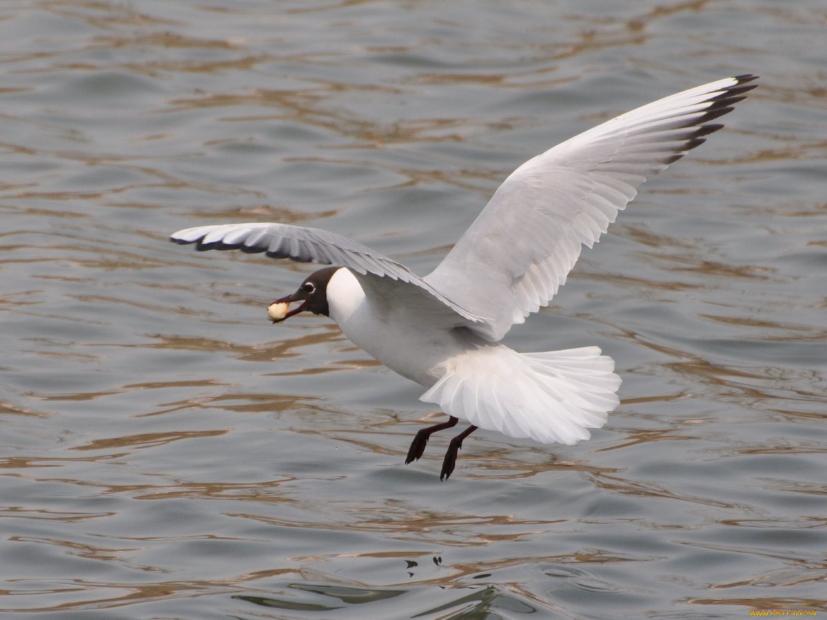 Чайка крачка