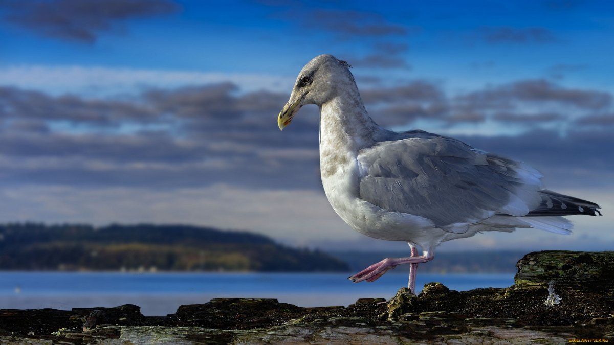 Баклан птица белый