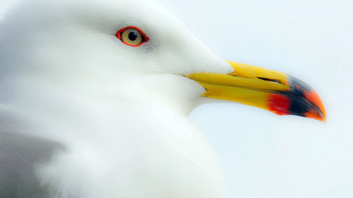 Черноморский белый Баклан