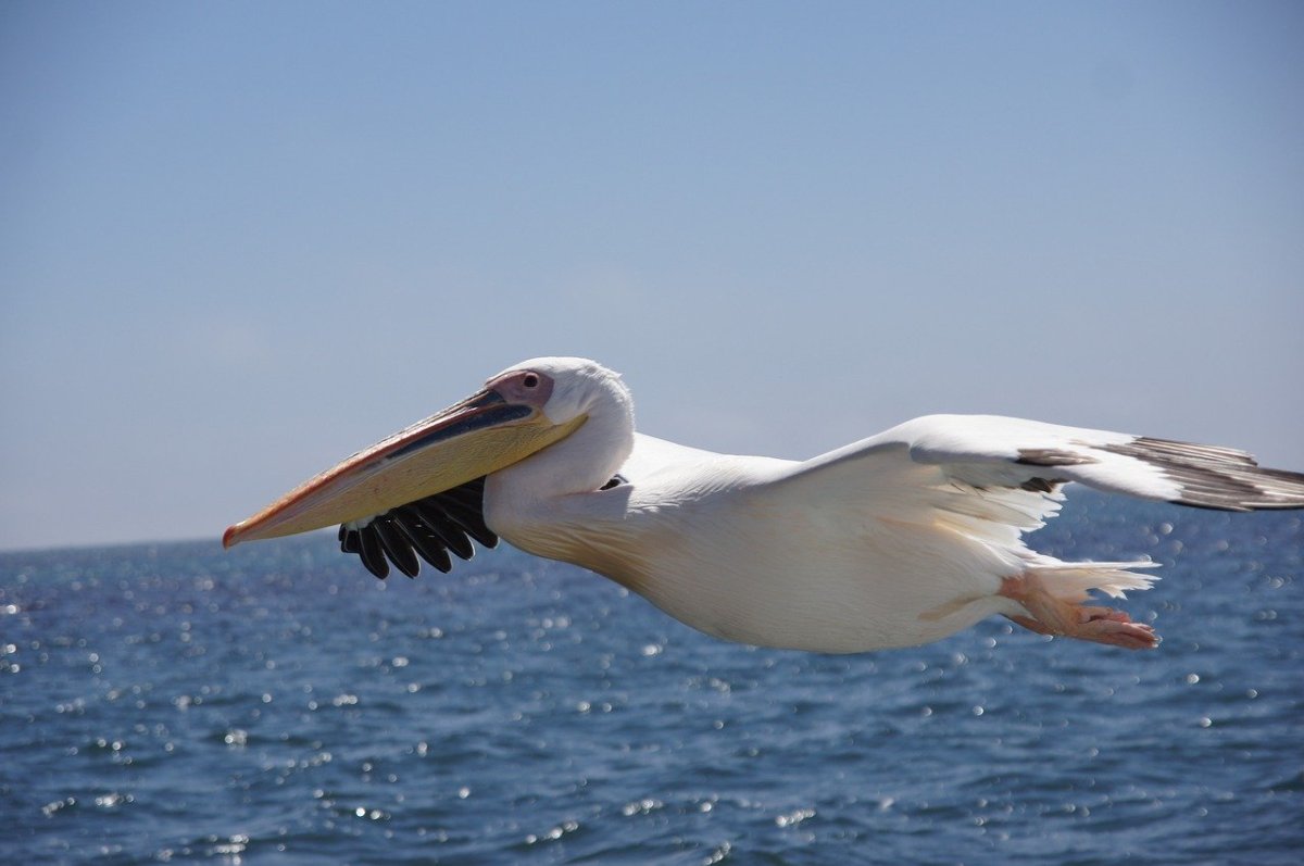 Серебристая Чайка птенец