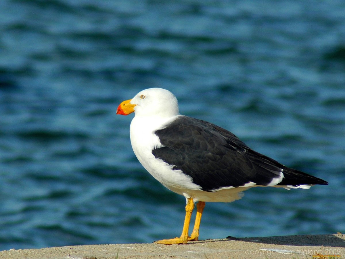 Баклан птица белый