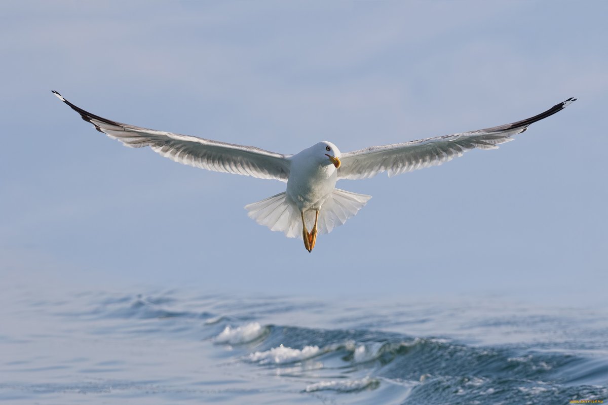 Баклан и Пеликан