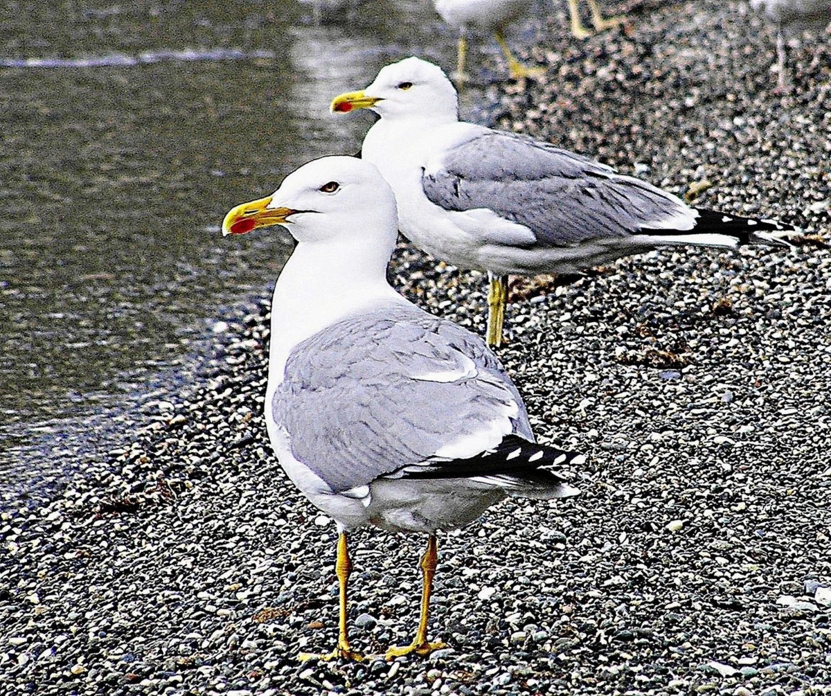 Белая цапля фото