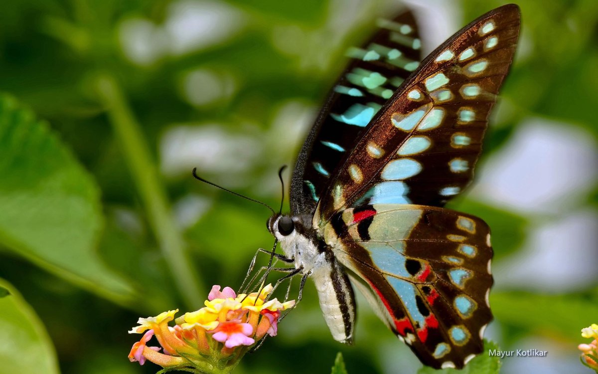 Рот бабочки