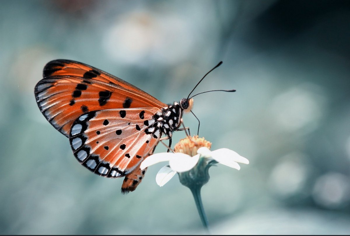 Хоботок бабочки