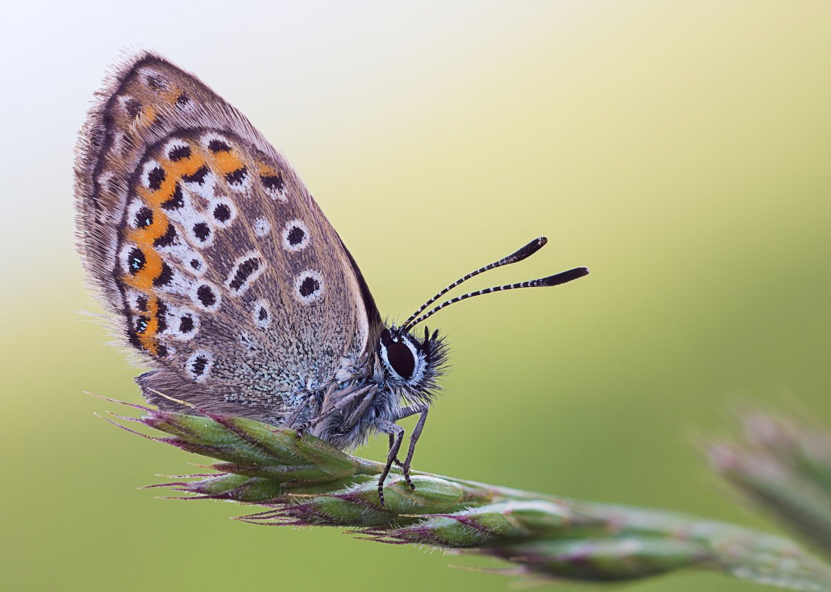 Мотылек с усиками