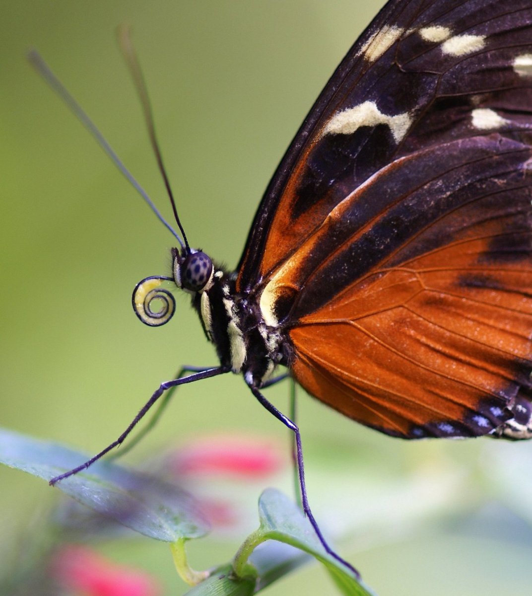 Хоботок бабочки