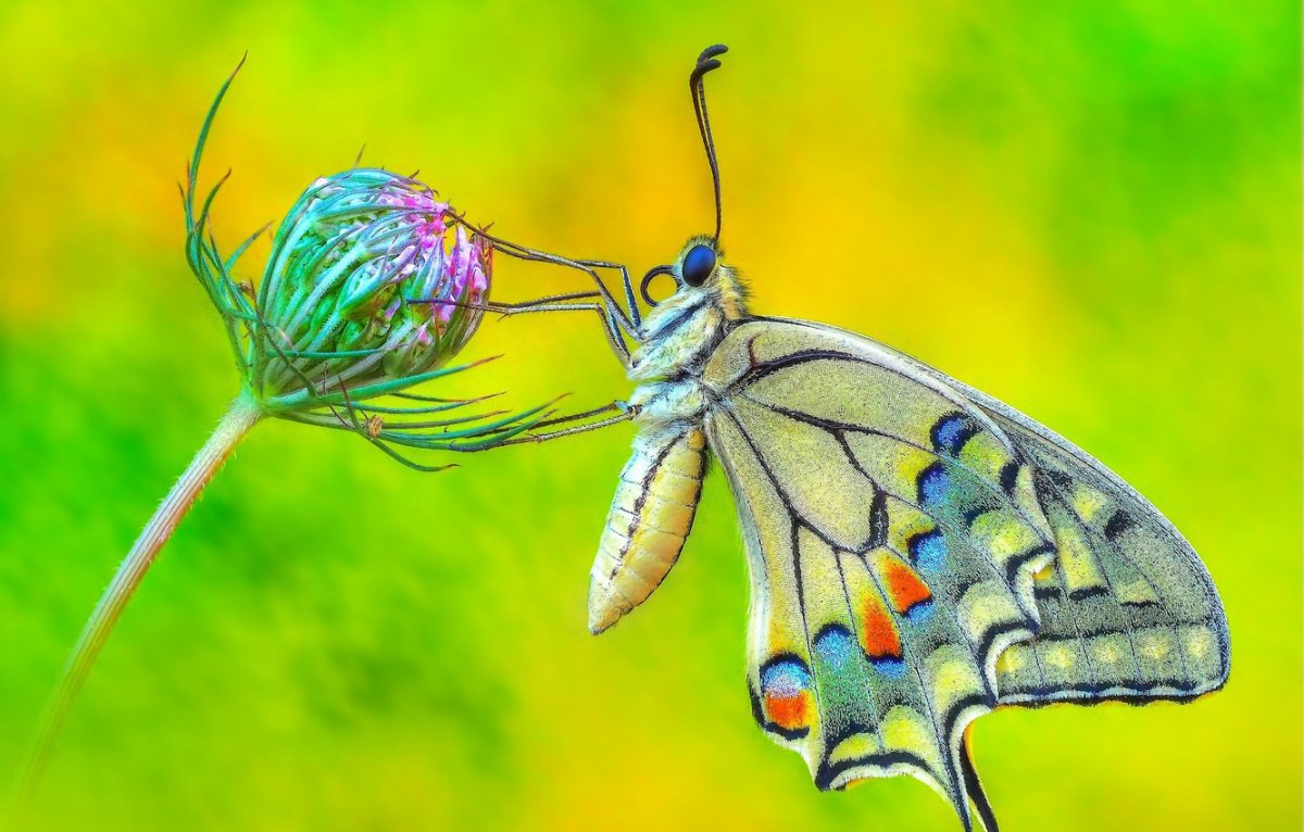 Тело бабочки