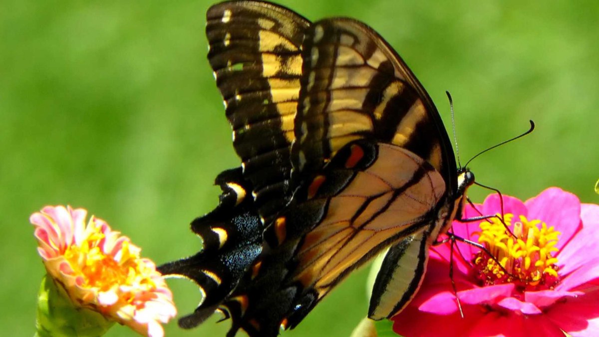 Бабочки питаются нектаром