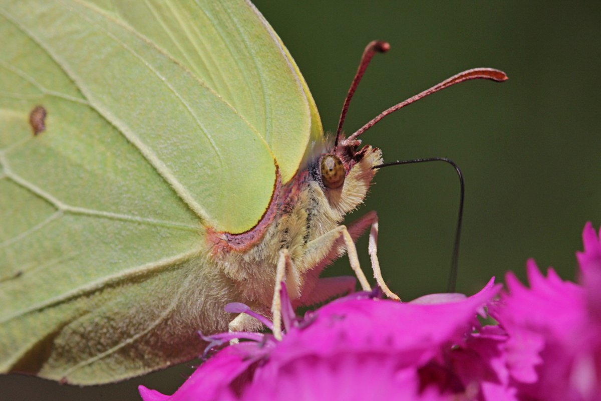 Бабочка лимонница хоботок
