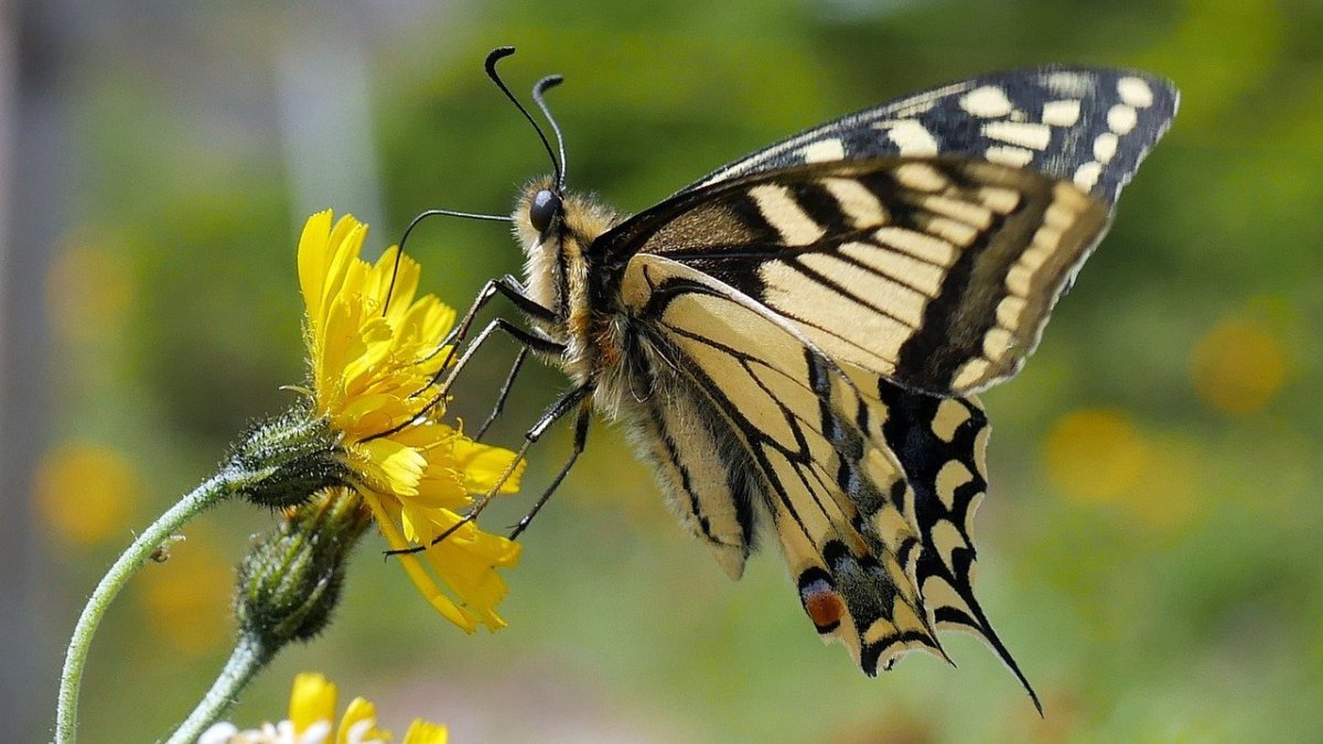 Хоботок бабочки