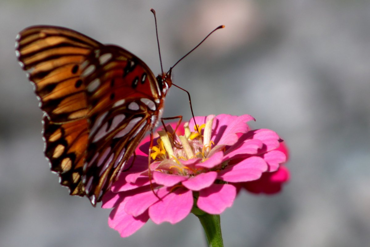 Бабочкин хоботок