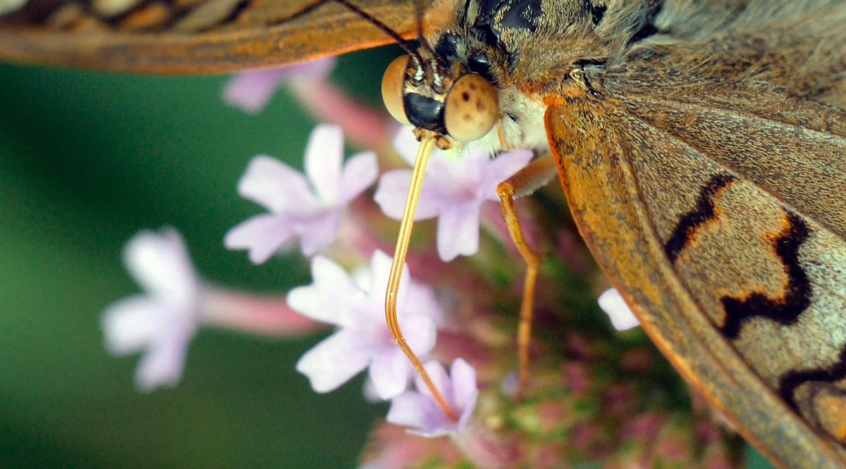 ХОБОТКОВЫЕ чешуекрылые