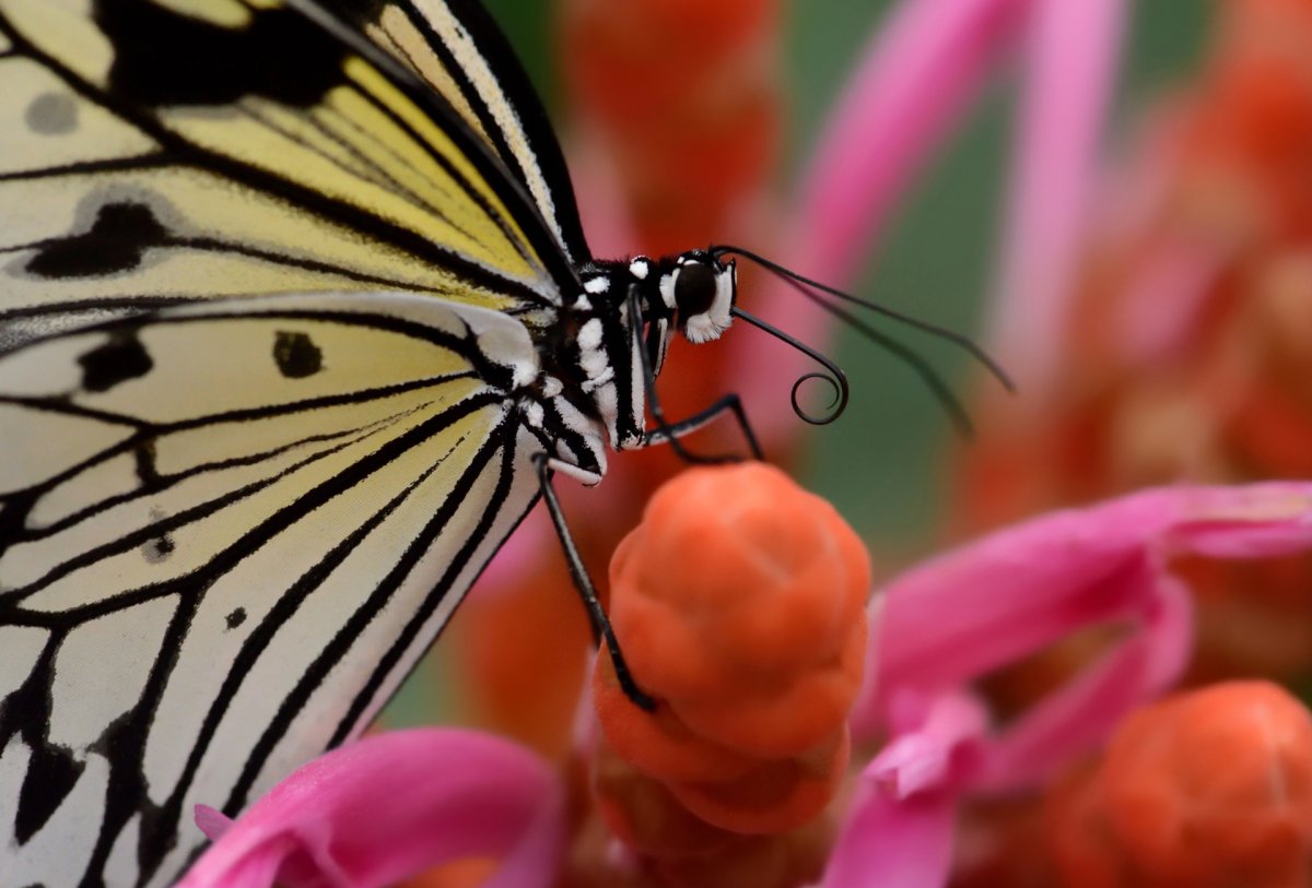 Хоботок бабочки