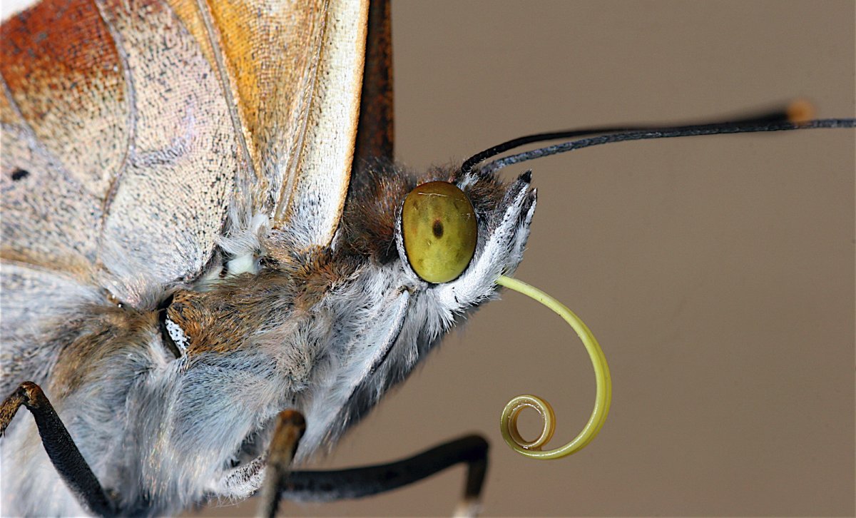 Носик бабочки