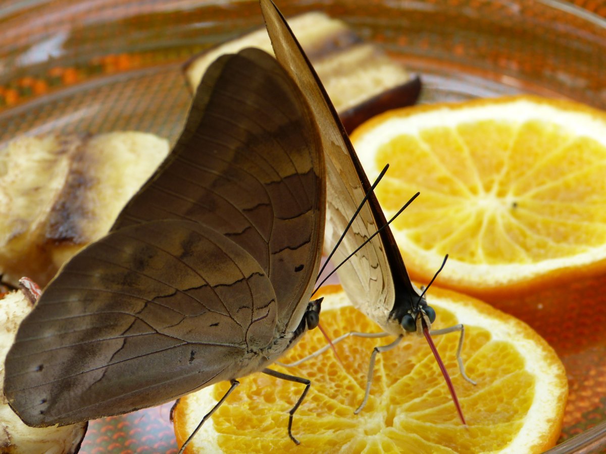 Язык бабочки