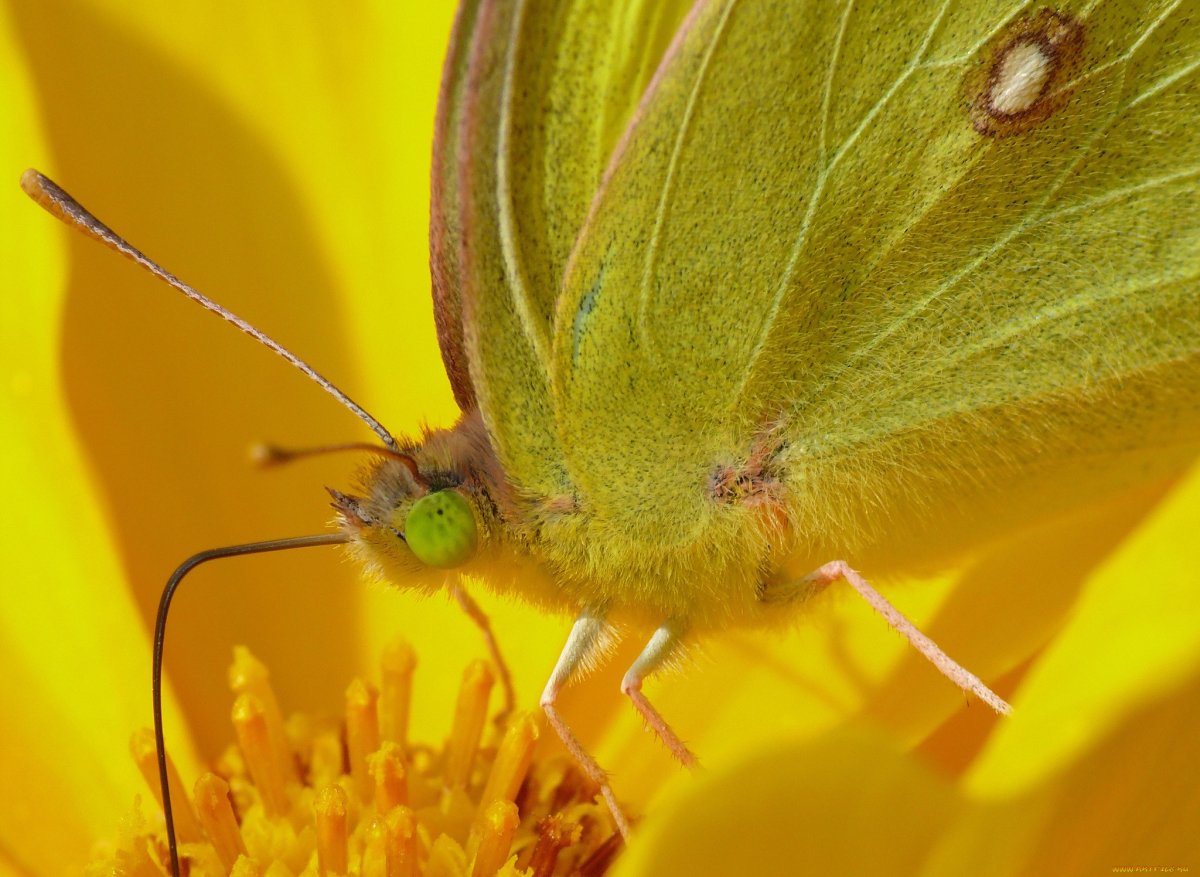 Хоботок бабочки