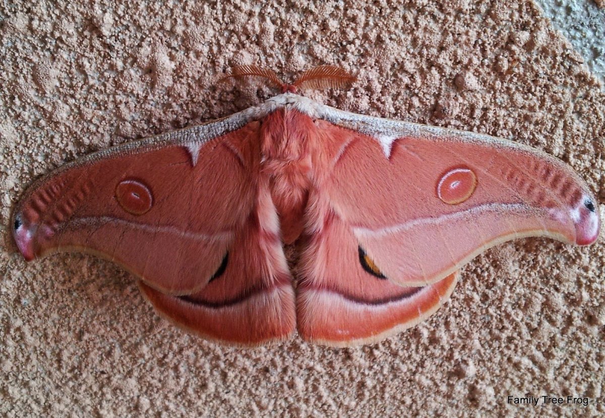 Бабочки без Хоботков