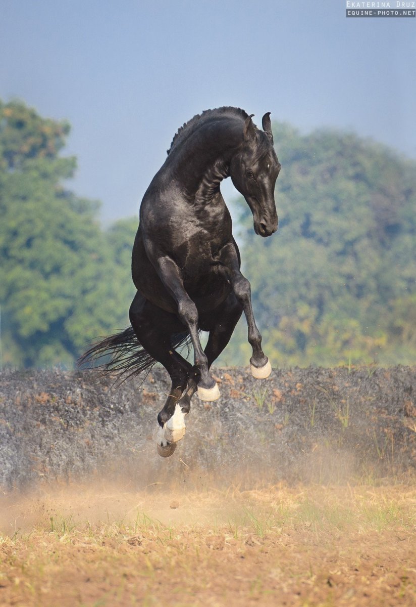 Лошадь марвари чёрная