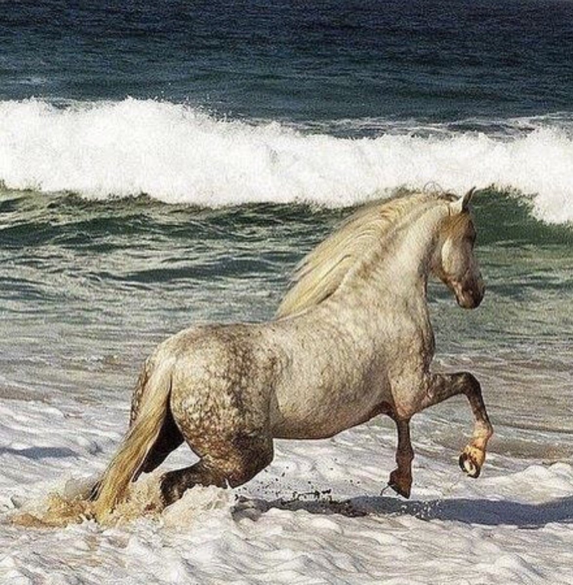 Лошадь на побережье