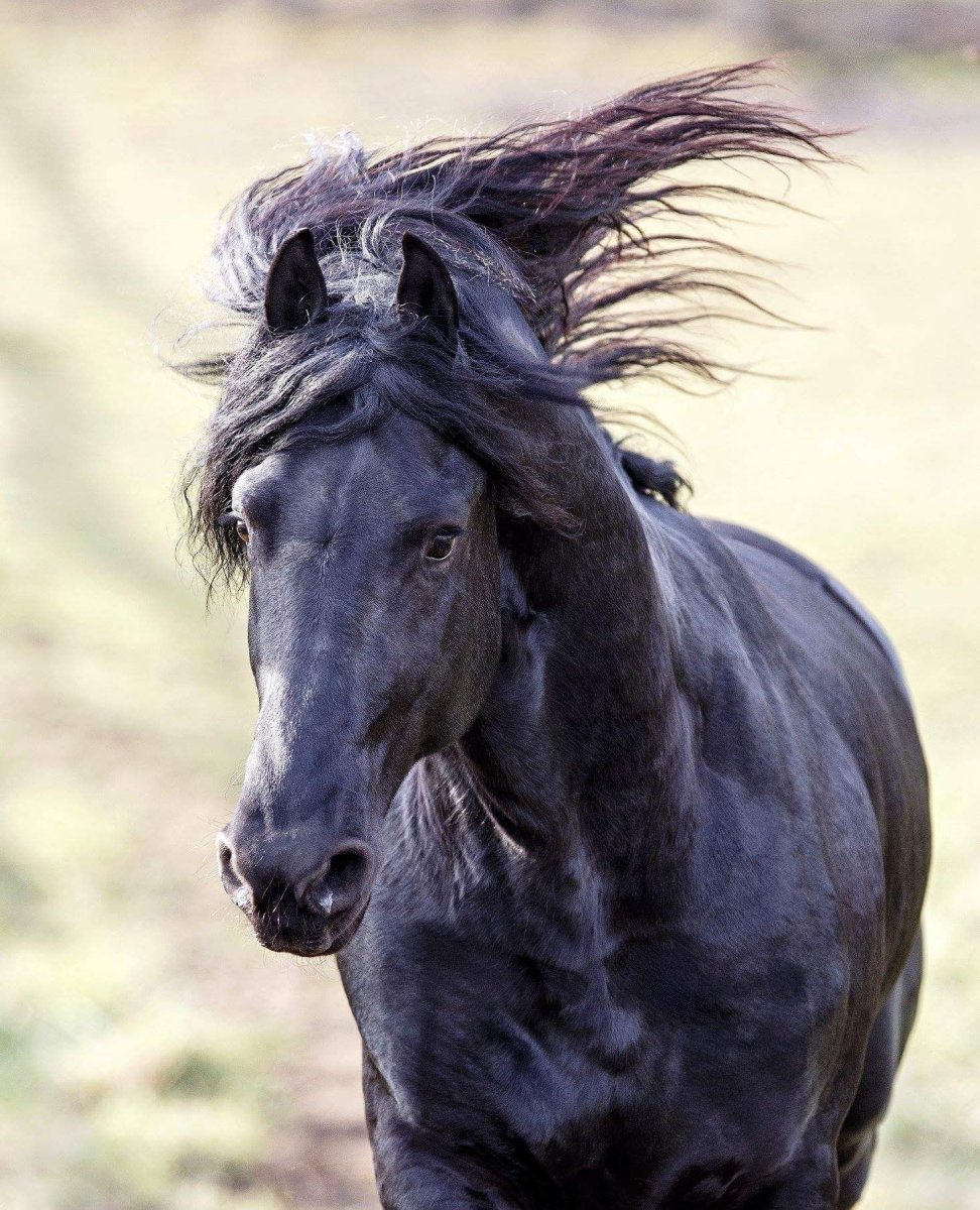 Тыгыдымский конь