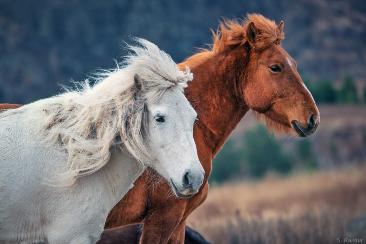 Светлана Казина лошади
