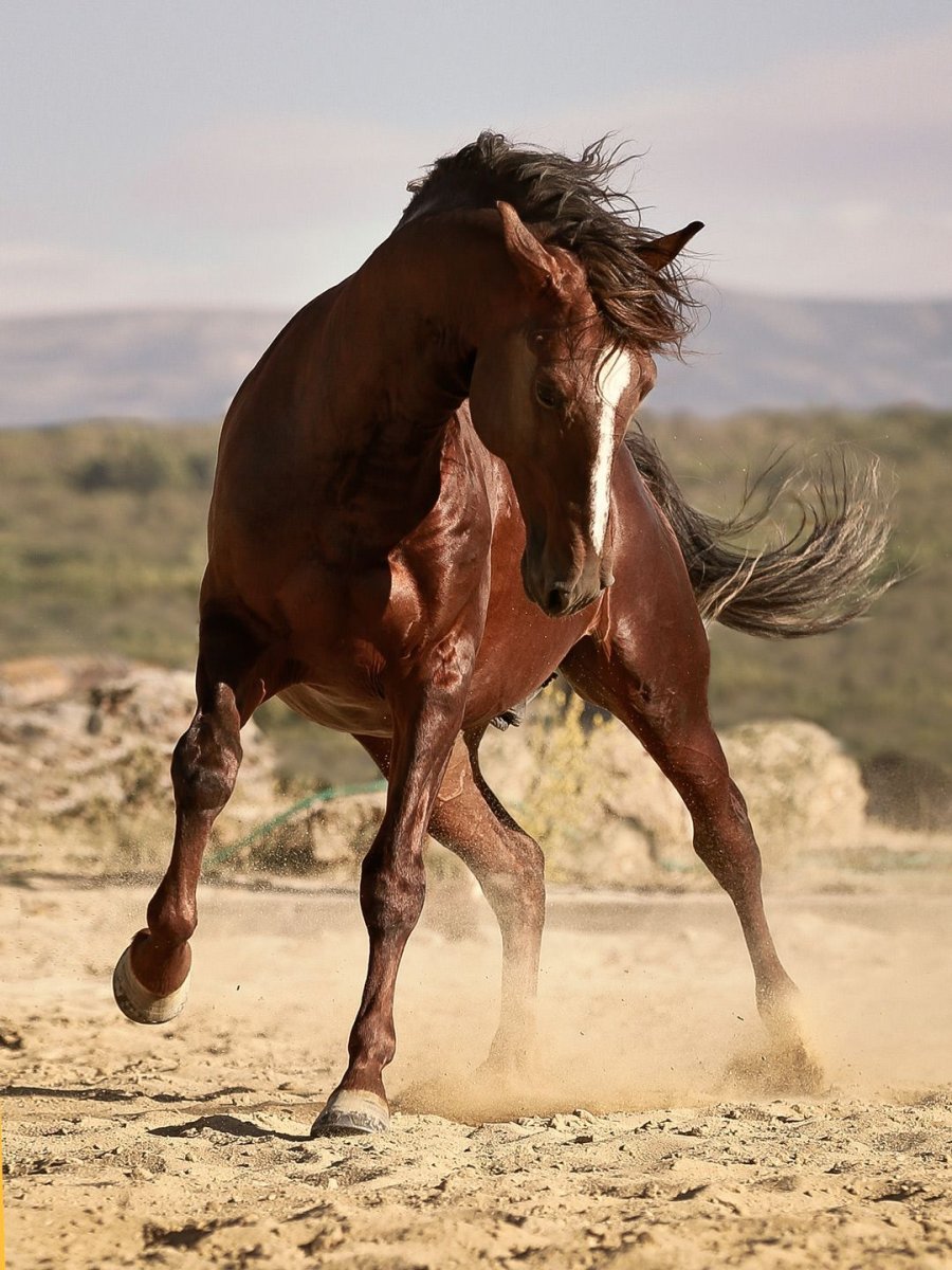 Мустанги Дикие лошади