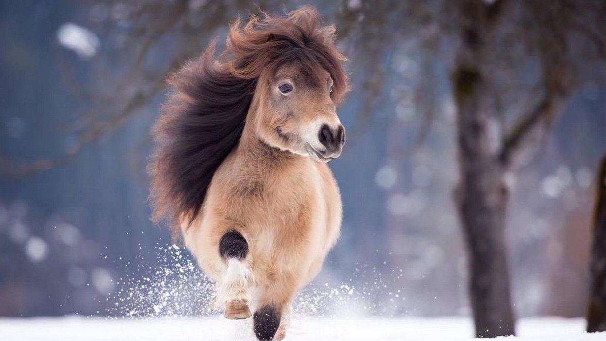 Милые лошади