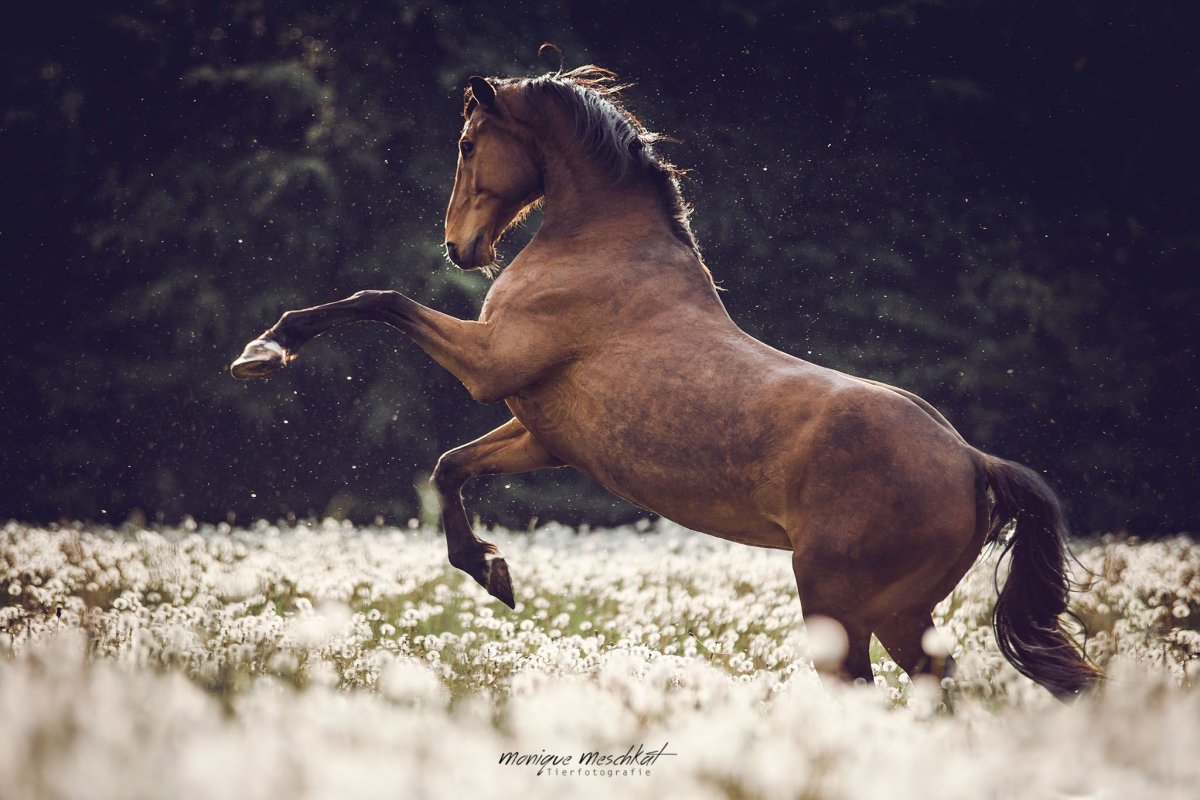 Лошадь бежит Эстетика