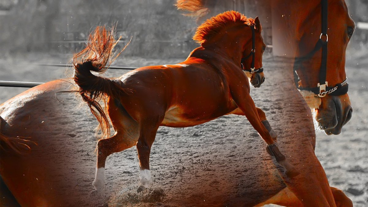 Тыгыдымский конь