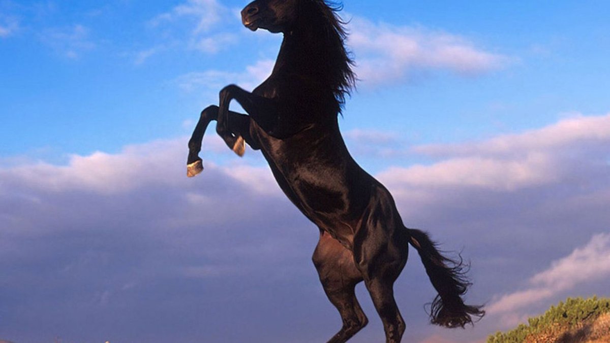 Конь встал на дыбы