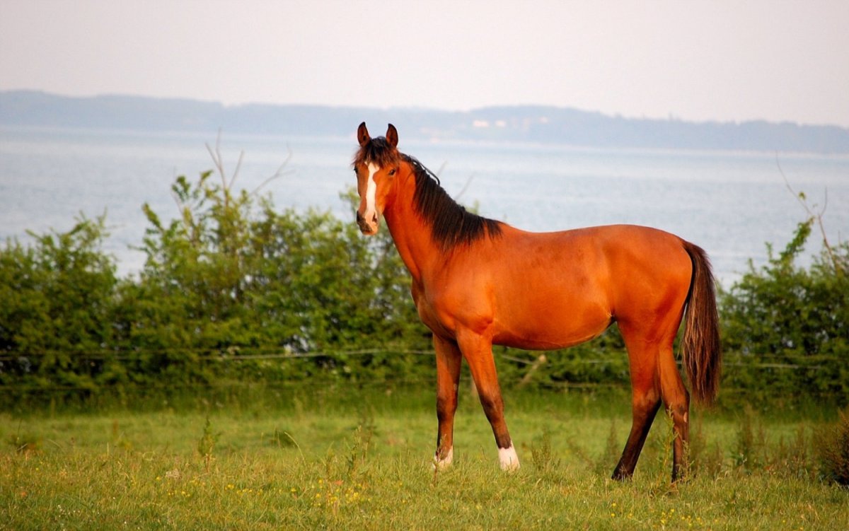 Беззубая лошадь