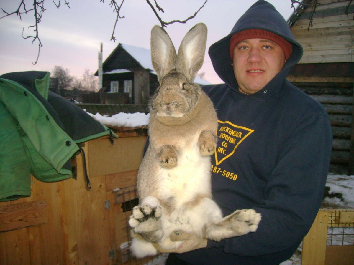 Самый большой великан кролик в мире