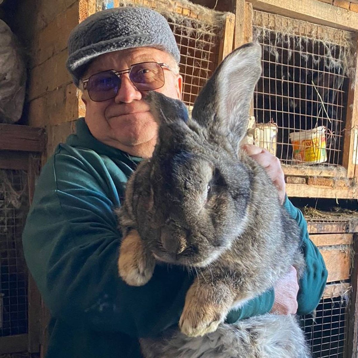Дариус - самый большой кролик в мире