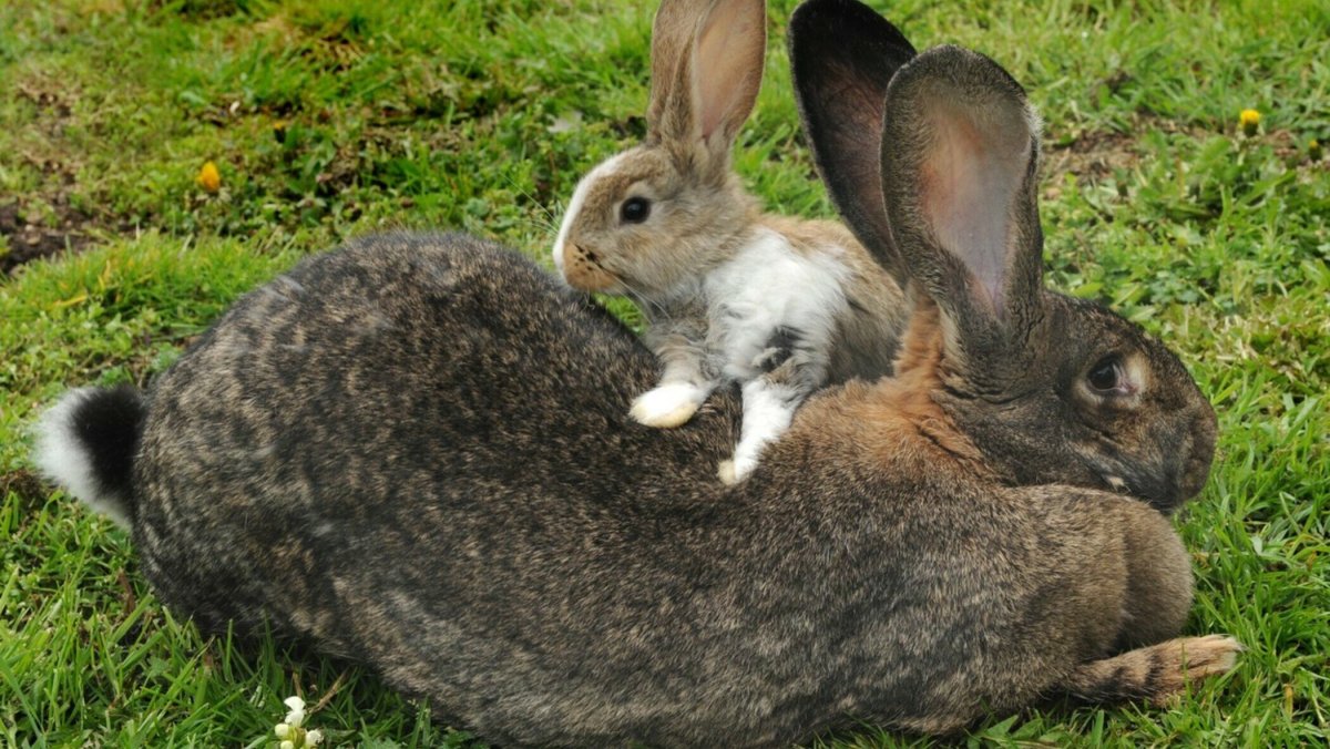 Кролик с деньгами