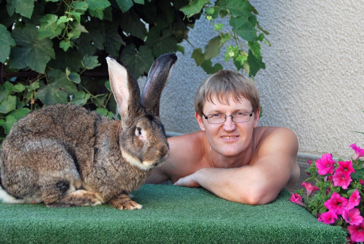 Хвост кролика длинный