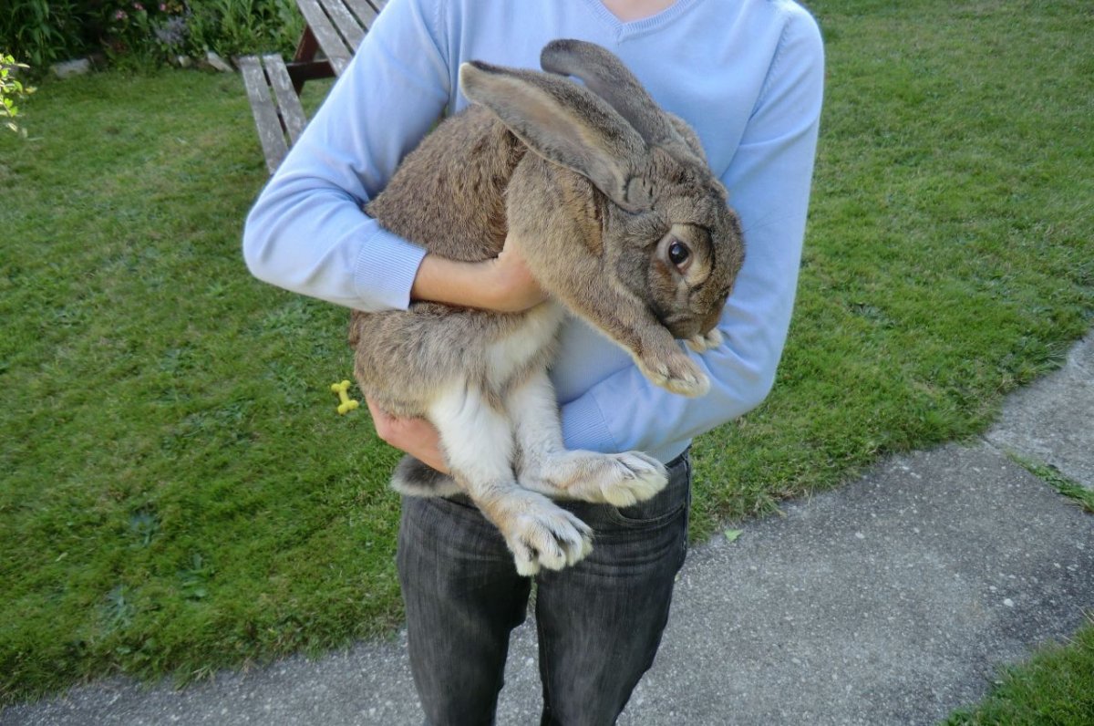 Кролики породы великан