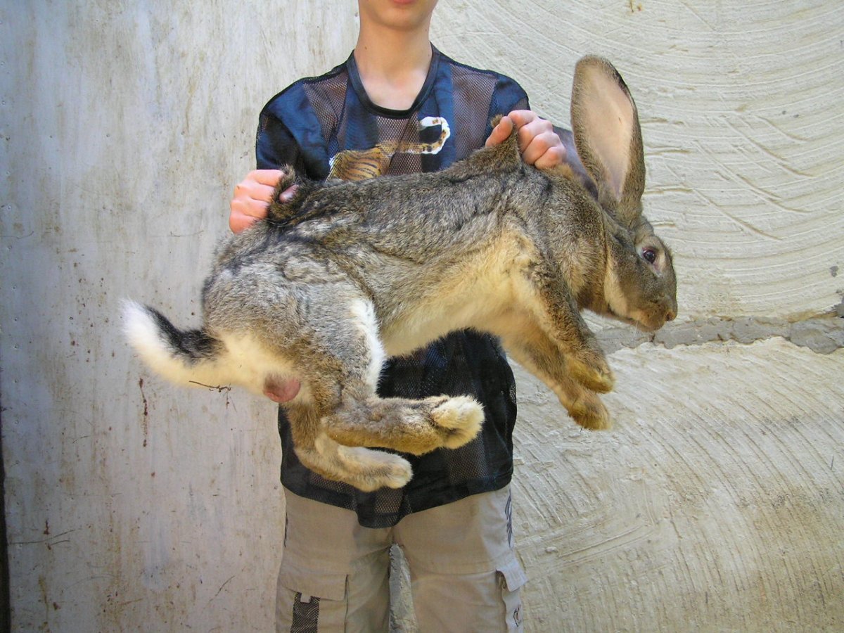 Фламандский гигантский кролик систематика