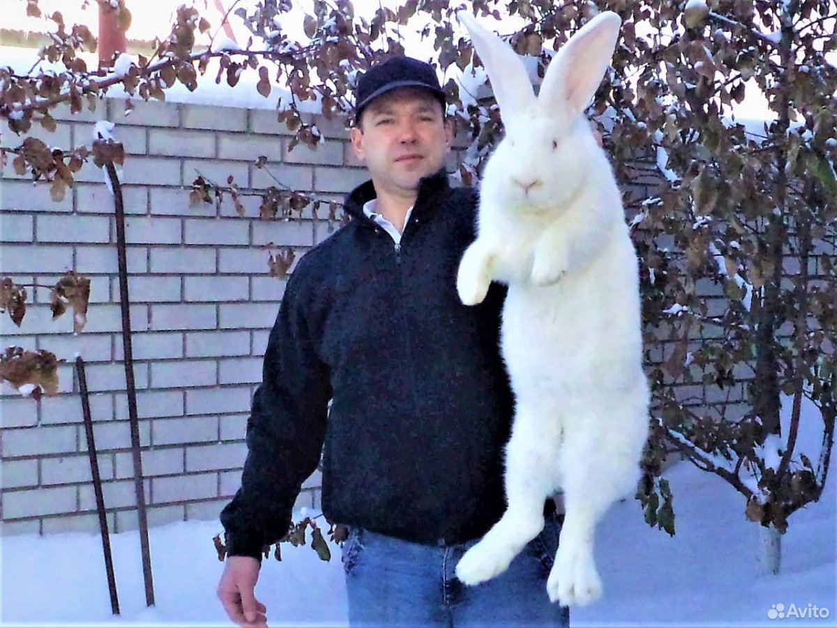 Заяц великан и собака