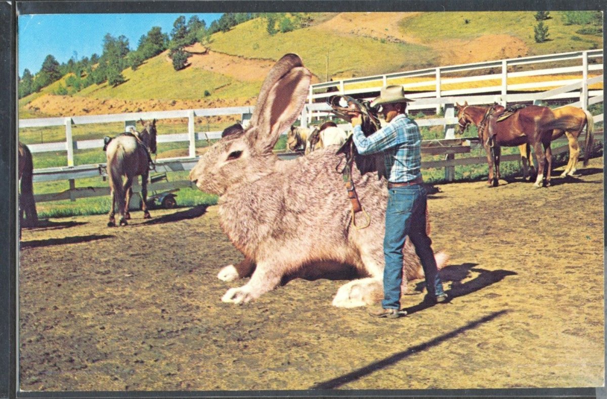 Фламандский гигантский кролик