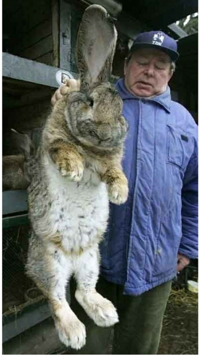Самый большой кролик Ральф