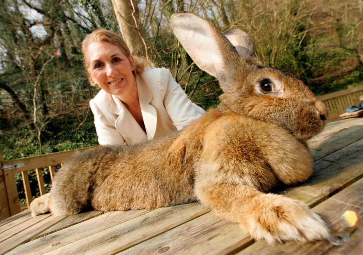 Кролик Фландр ВАЛАКАС